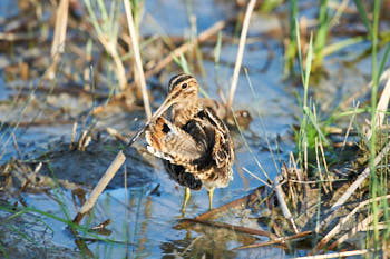 Faune des marais<br>NIKON D700, 500 mm, 2500 ISO,  1/2500 sec,  f : 5.6 